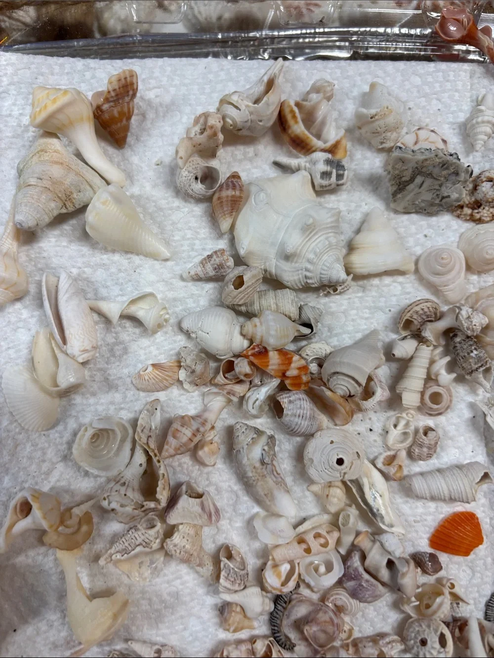 Natural Mixed Seashells Decorative Aquarium Substrate miniature Sanibel shells